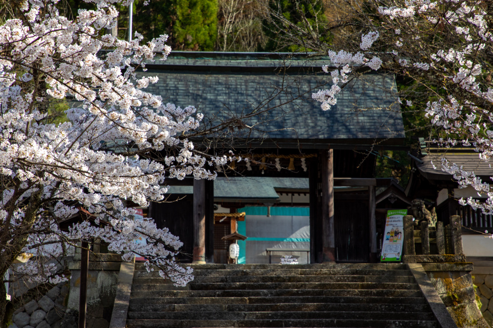 飛騨護国神社（春）4