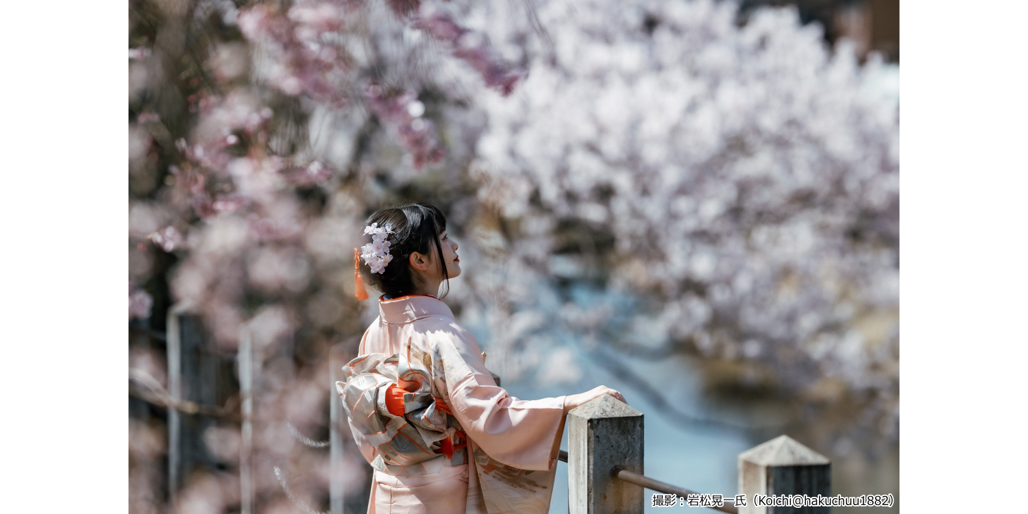 令和6年 飛騨高山の桜　開花情報