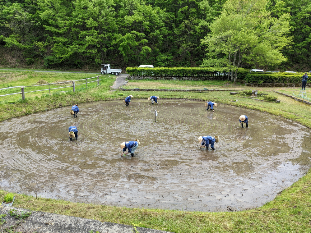 継承される田植え 車田（くるまだ）