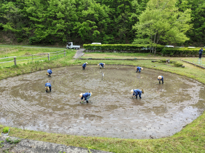 継承される田植え　車田（くるまだ）