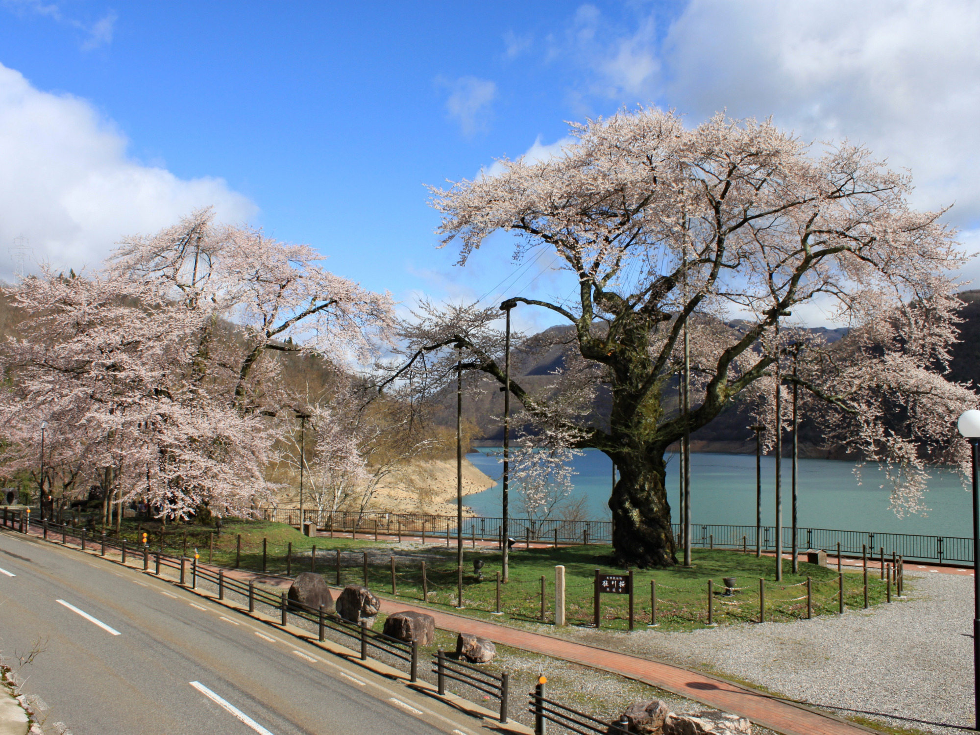 2025年 荘川桜開花情報