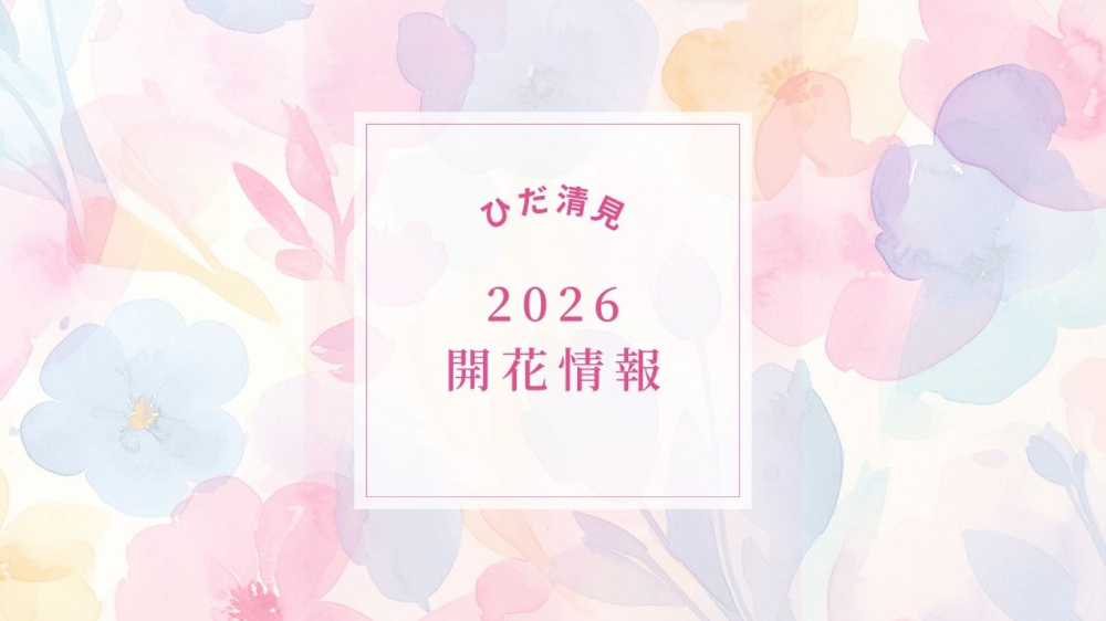 2026ひだ清見開花情報
