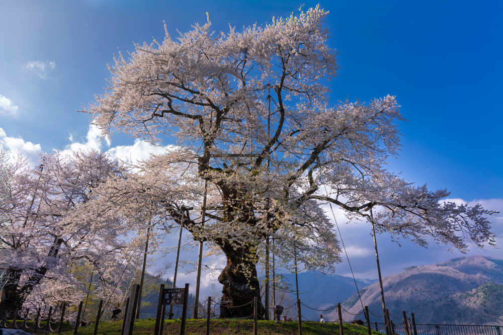 奇跡の桜が郷土を見守る　高山市荘川町の魅力