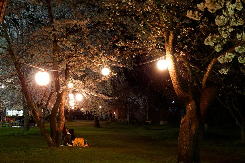 桜野公園ライトアップ
