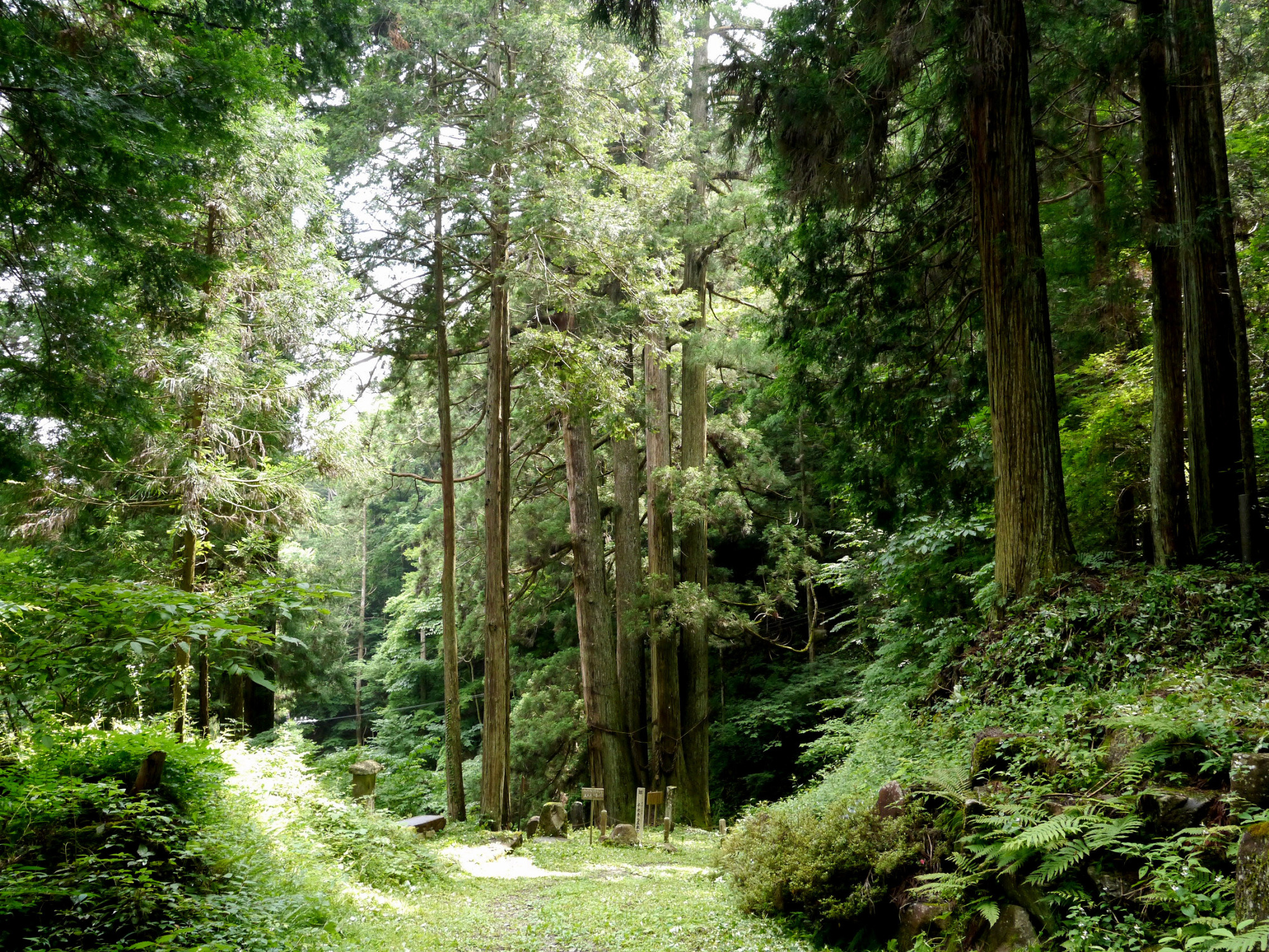 千光寺の五本杉