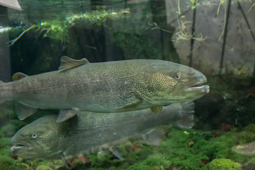 匠の館・森の水族館