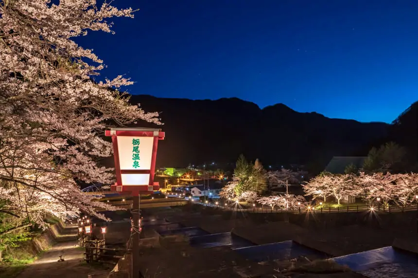 栃尾温泉 桜ライトアップ