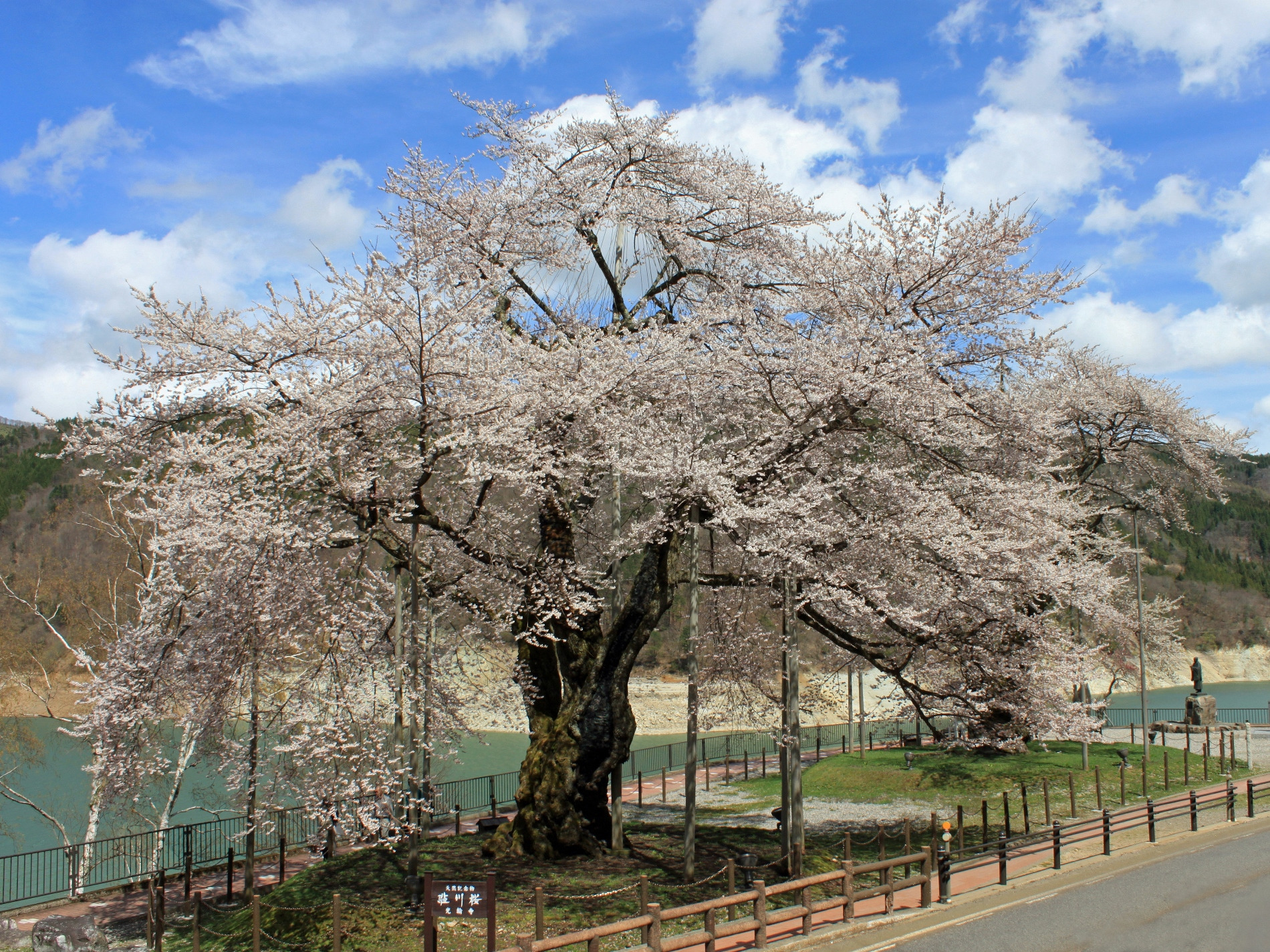 荘川桜