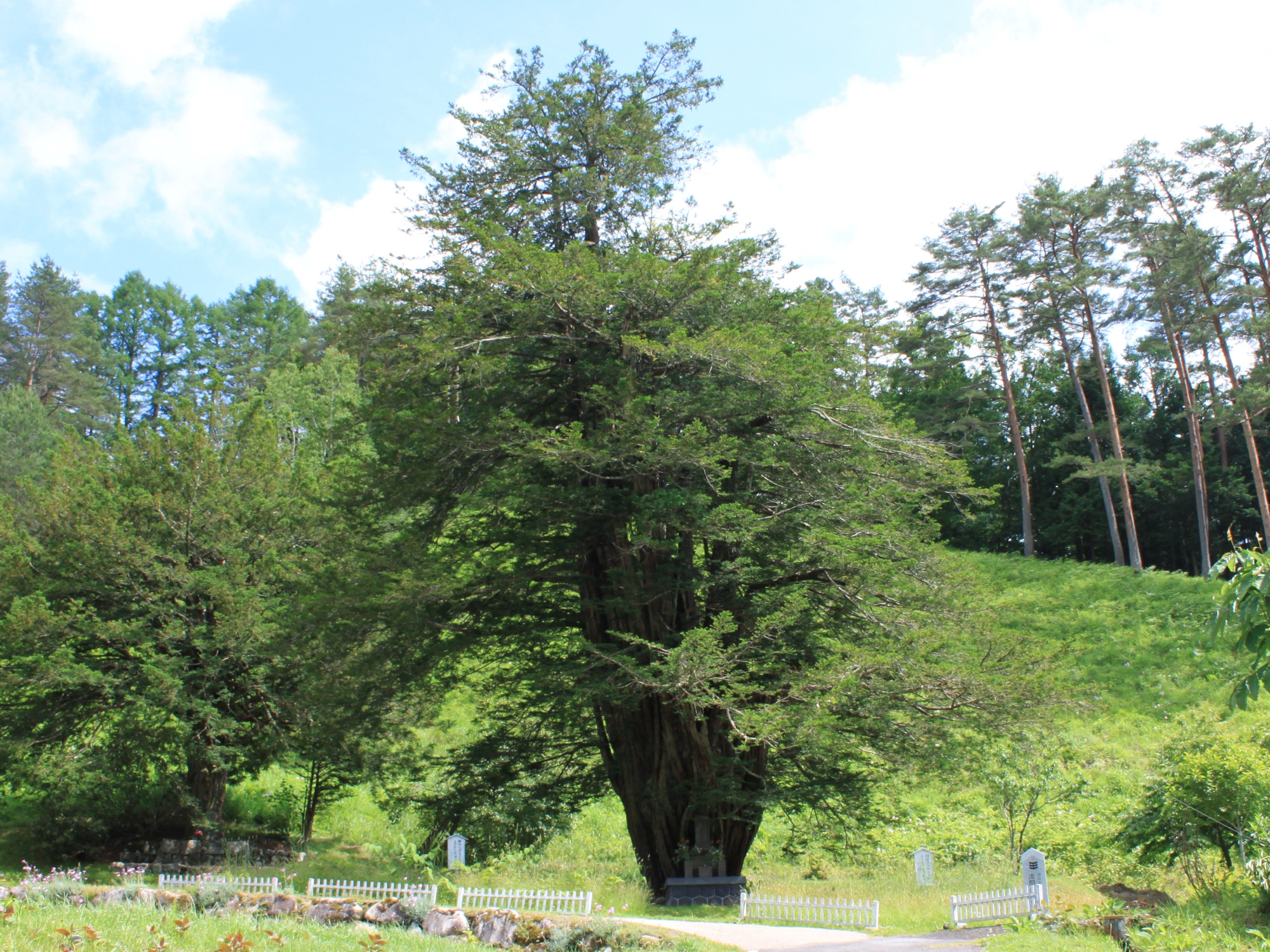 治郎兵衛のイチイ（北野農村公園）