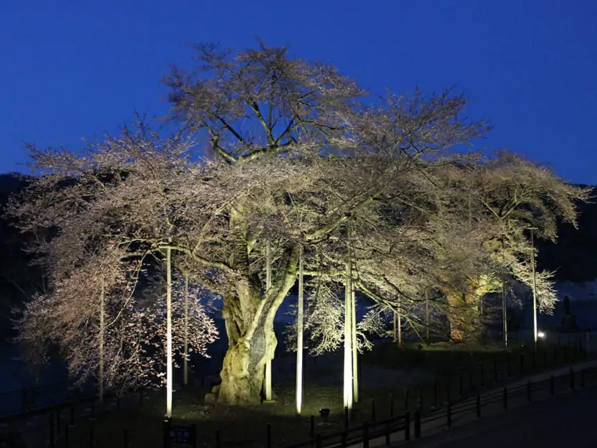 荘川桜ライトアップ