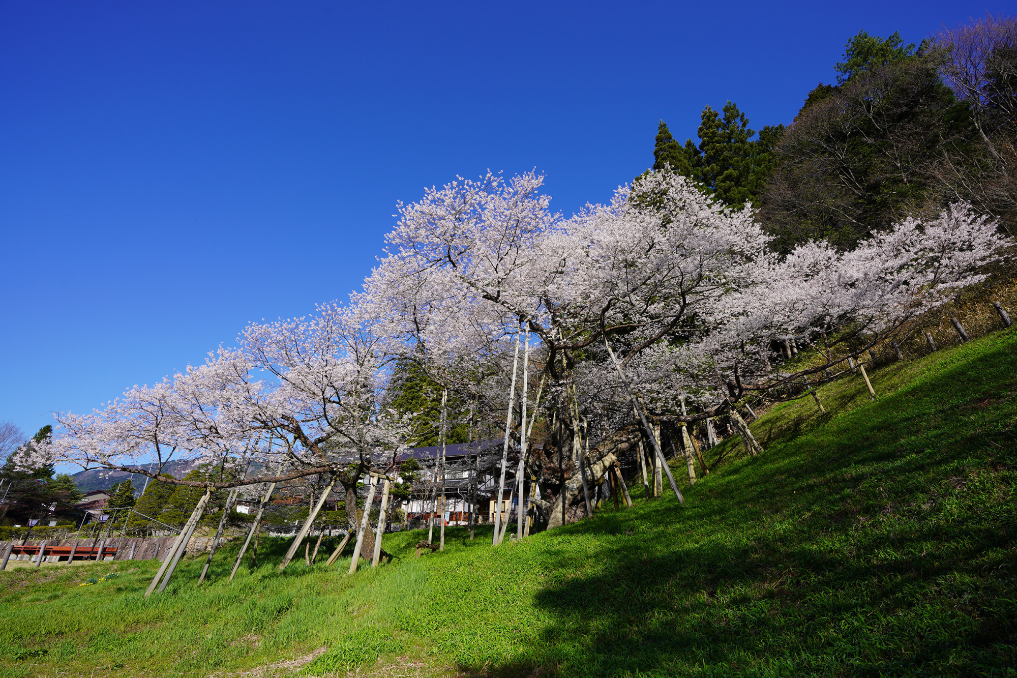 臥龍桜