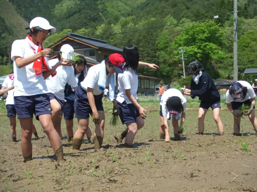 田植え