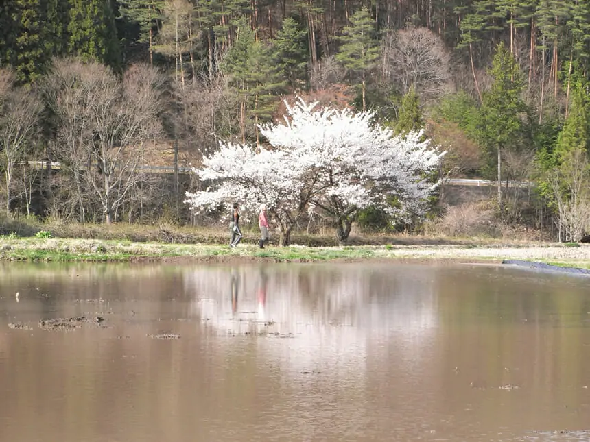 中組地区の無数河川沿いの桜