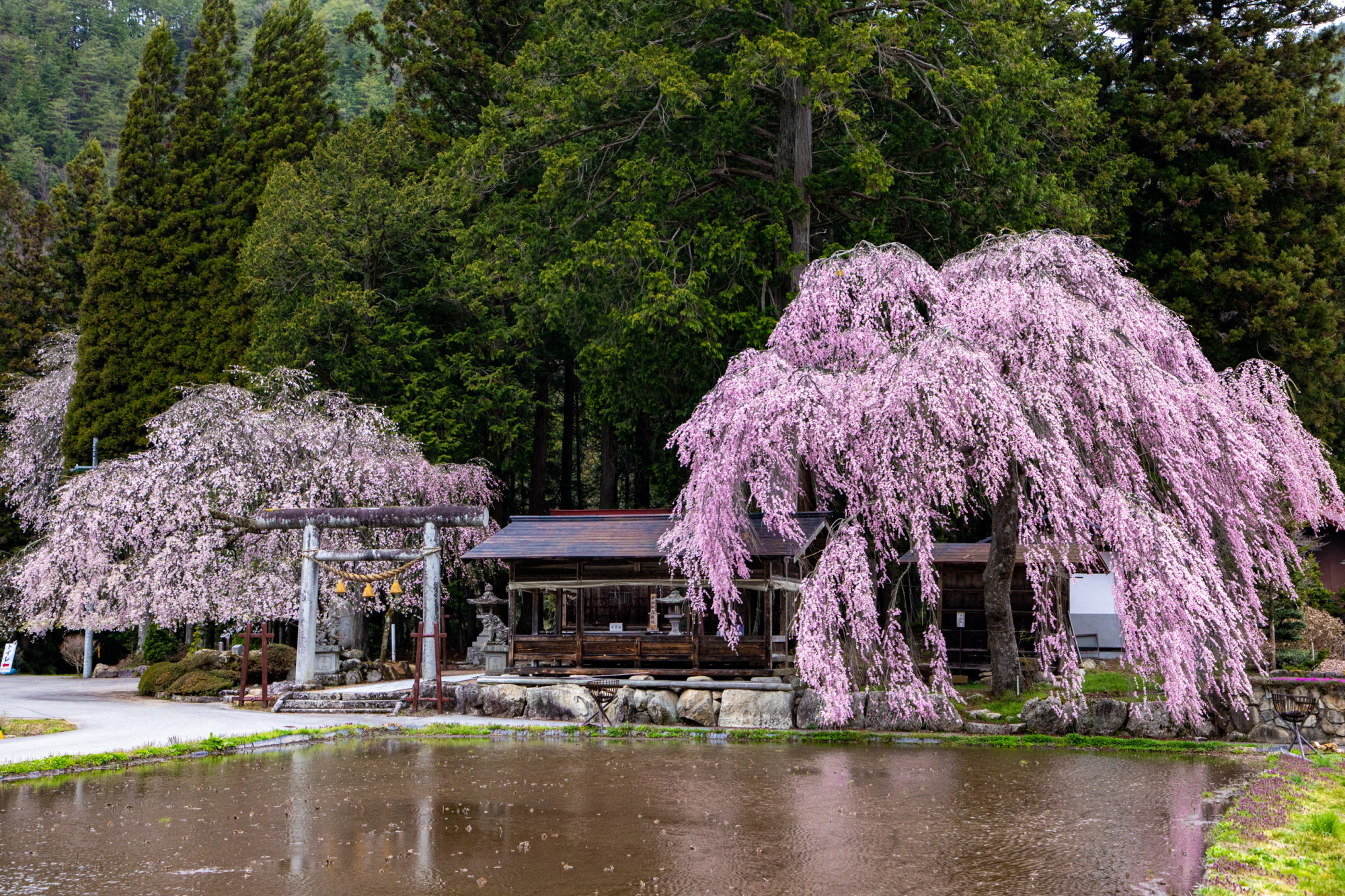 青屋神明神社の枝垂れ桜