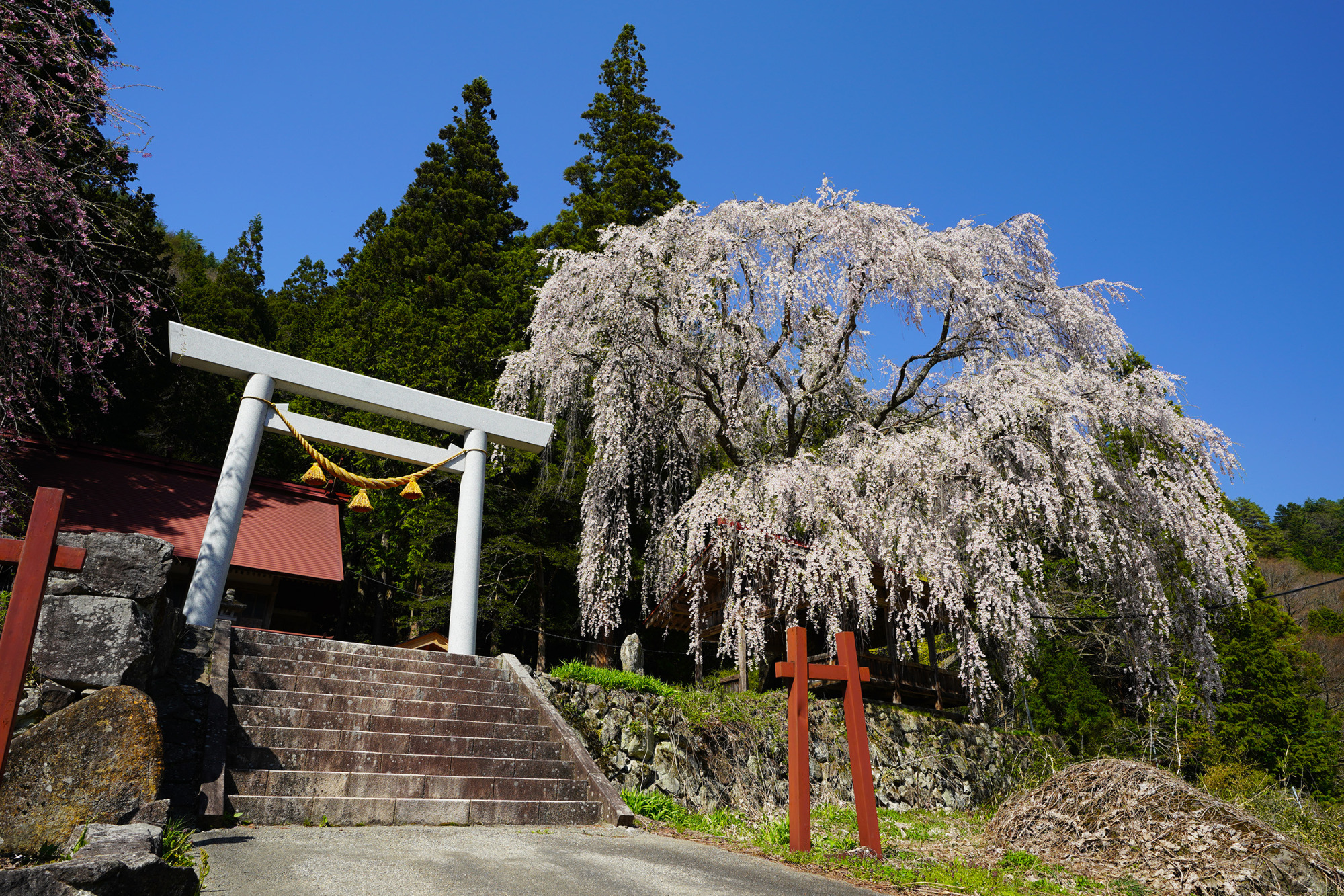 浅井神明神社の枝垂れ桜