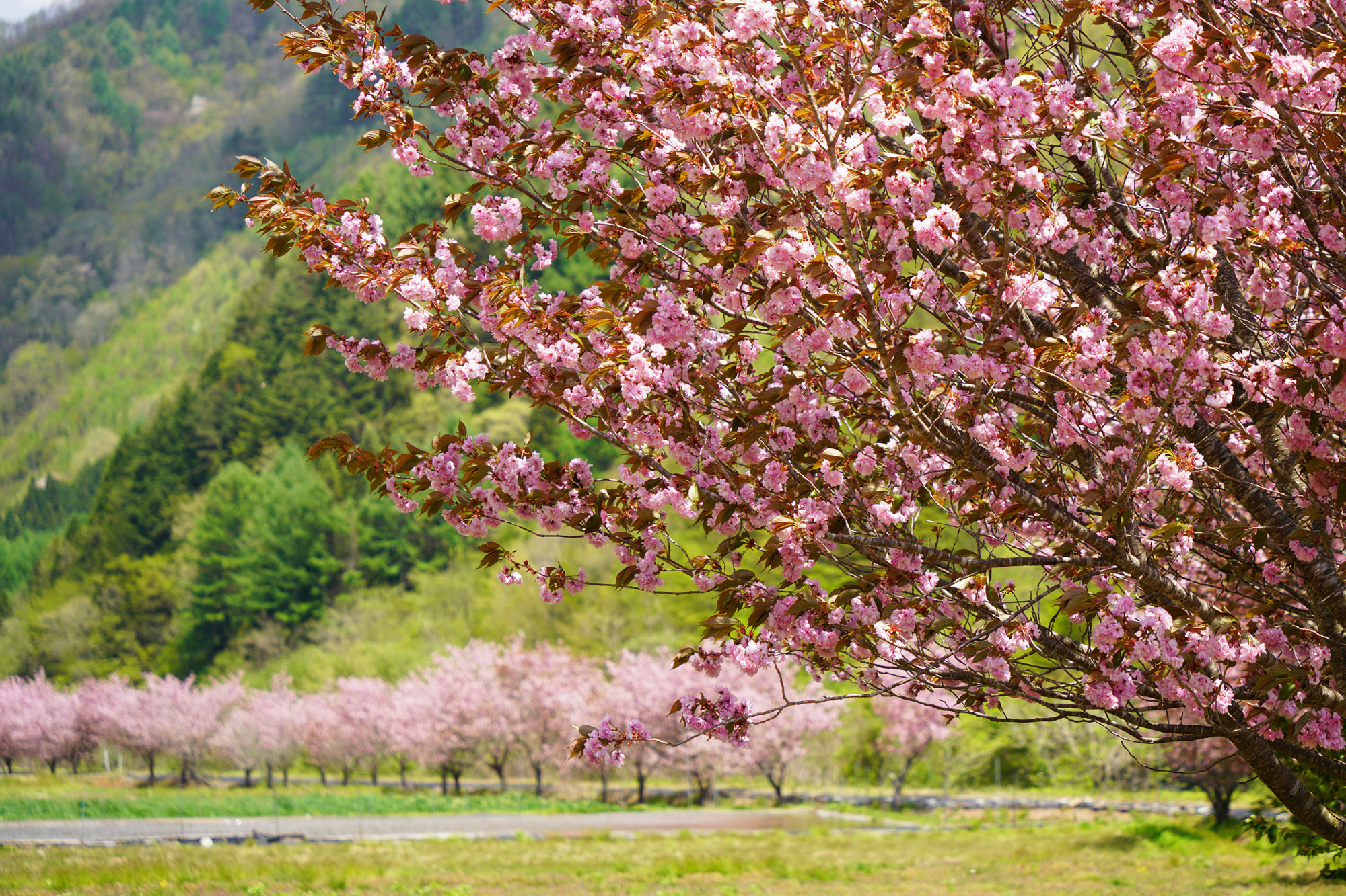 秋神川の八重桜