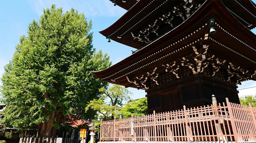 飛騨国分寺の三重塔と大イチョウ