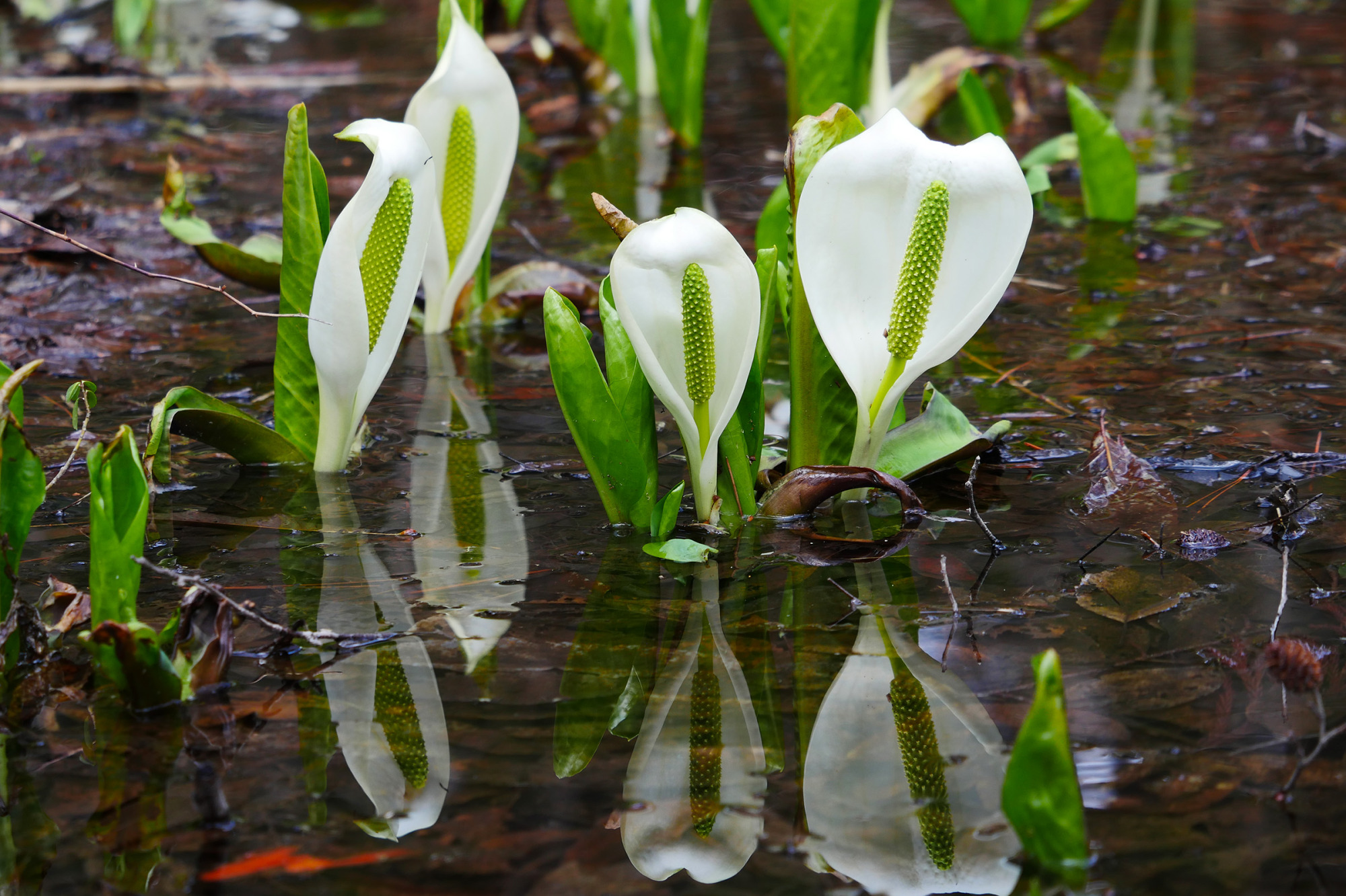 美女高原の水芭蕉