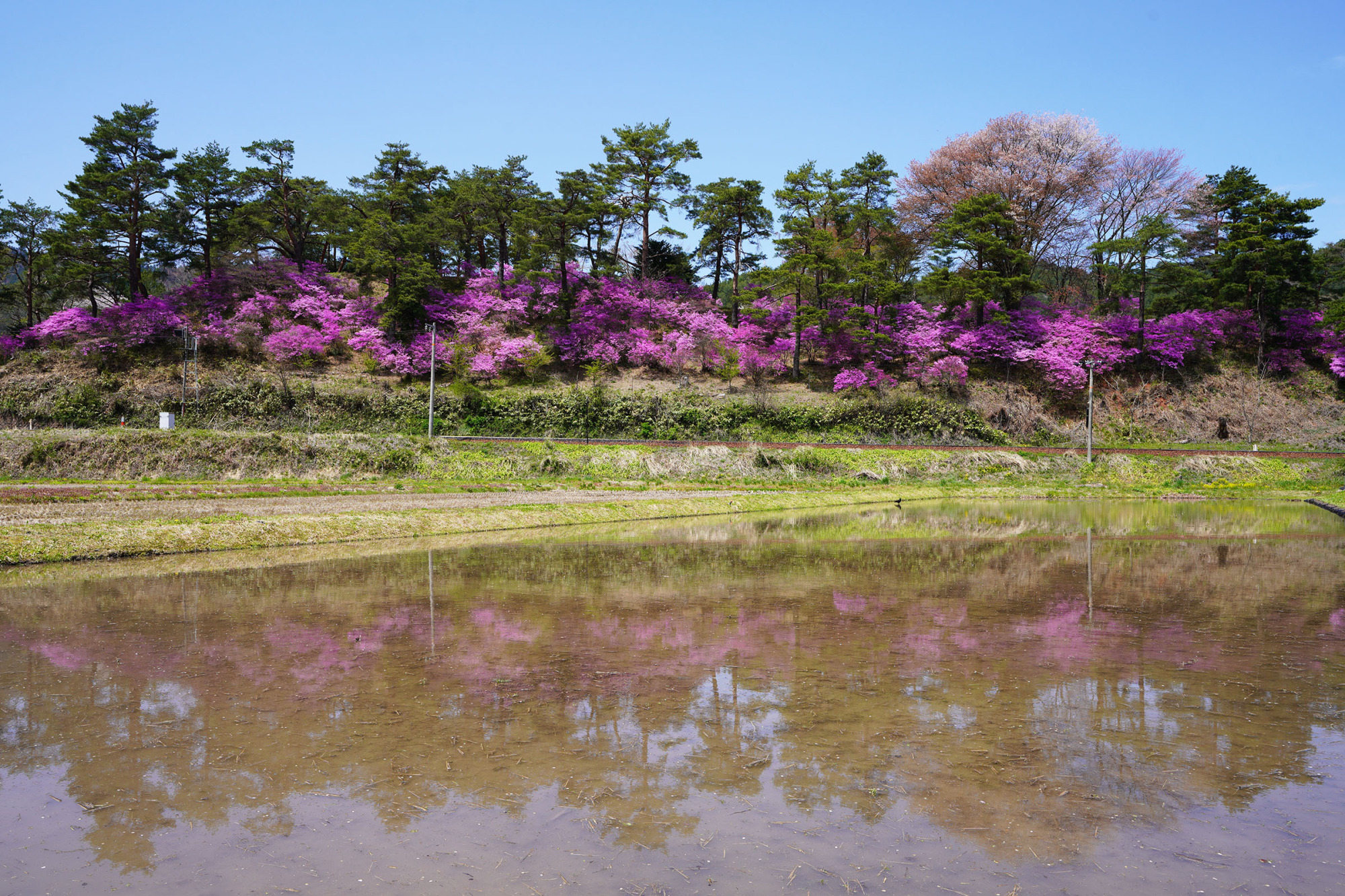 御旅山のコバノミツバツツジ