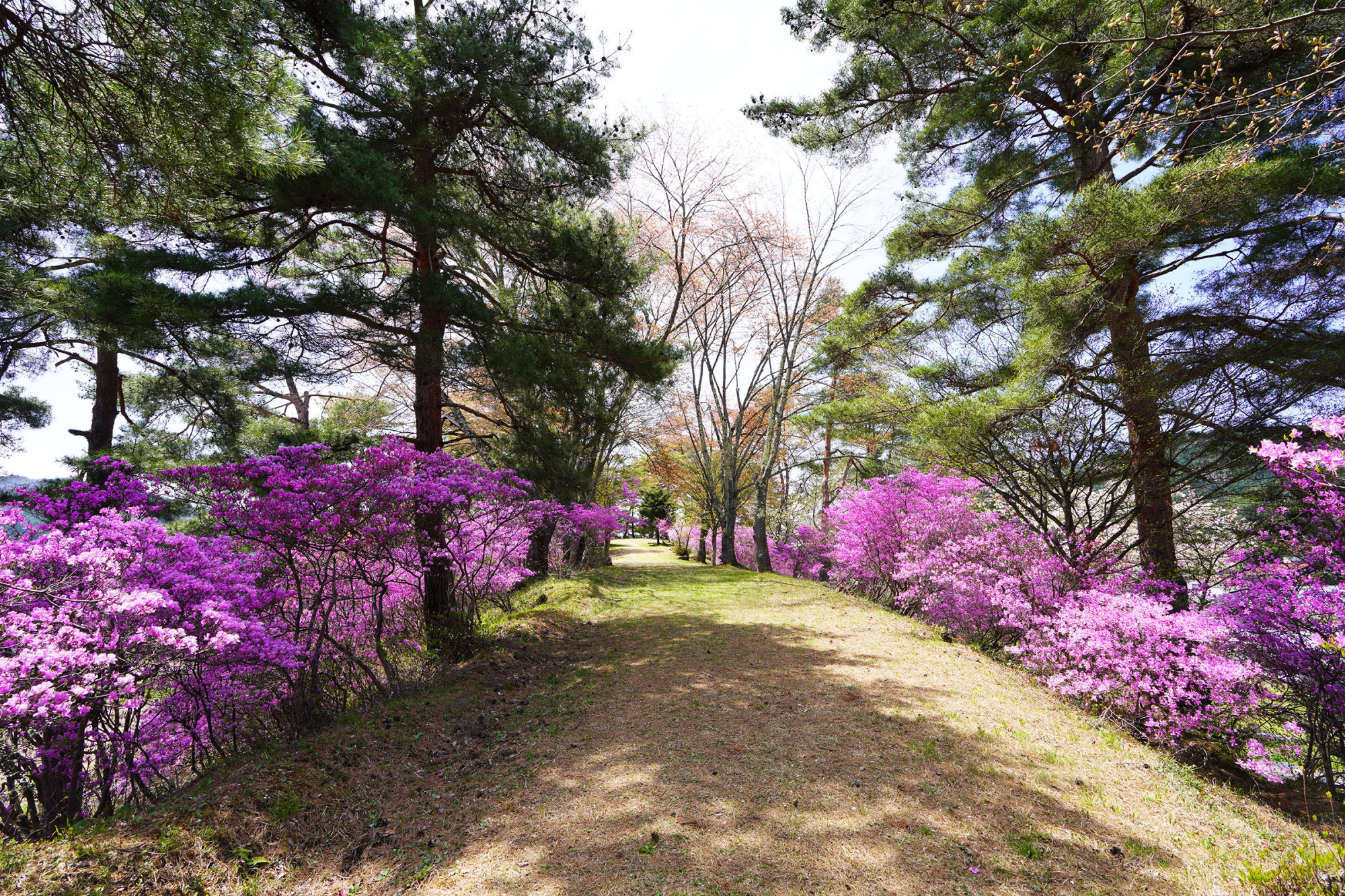 御旅山のコバノミツバツツジ