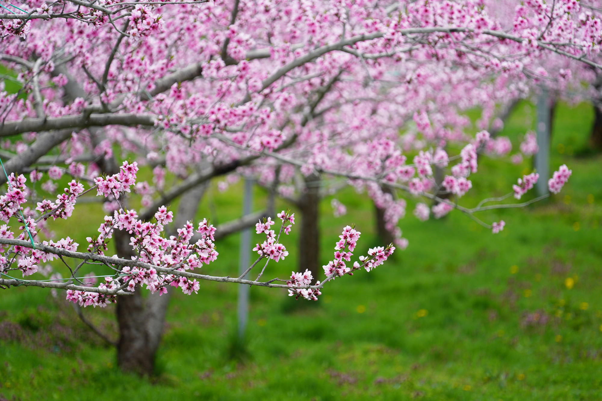 桃の花　久々野町