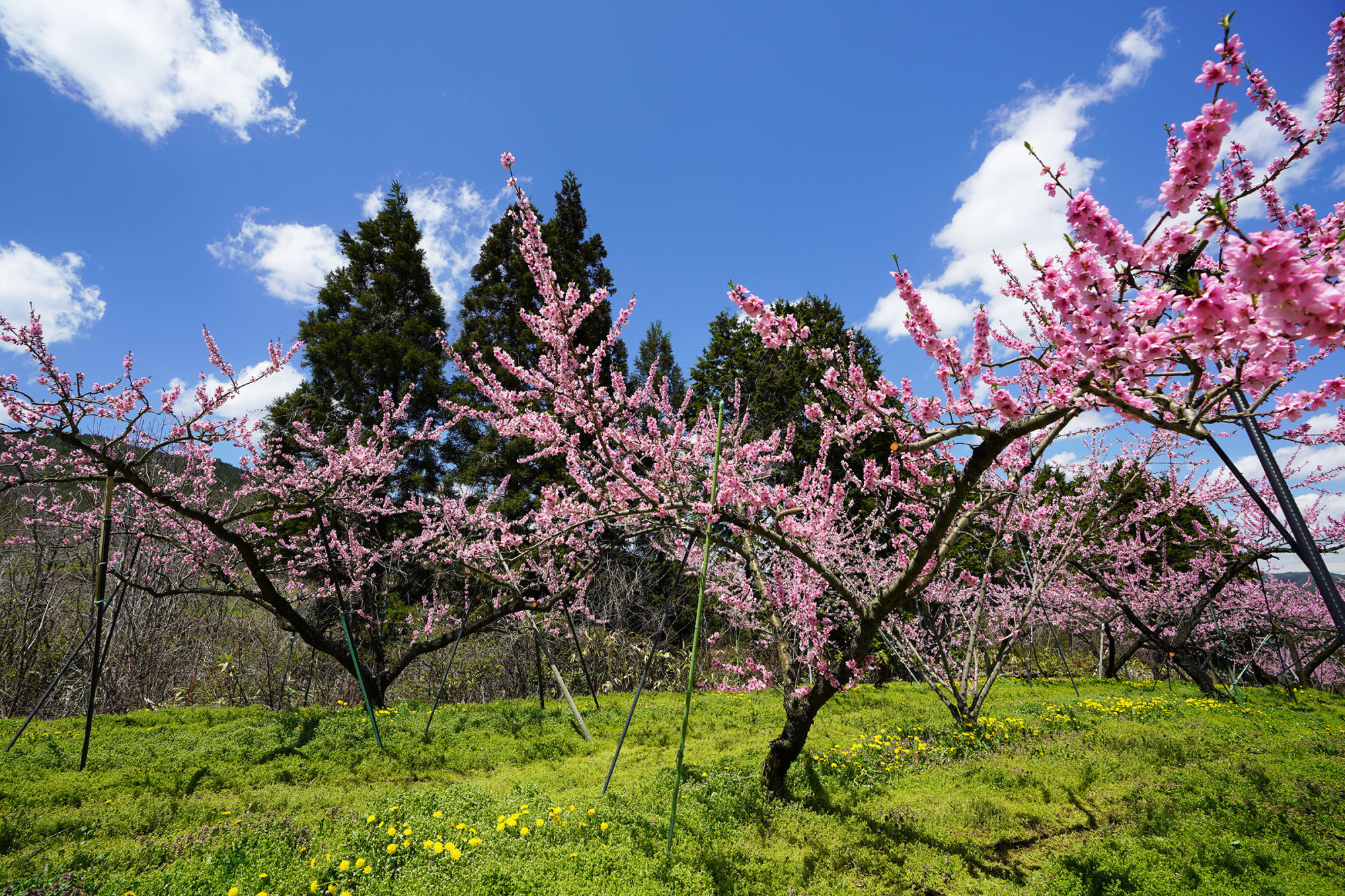 桃の花　久々野町