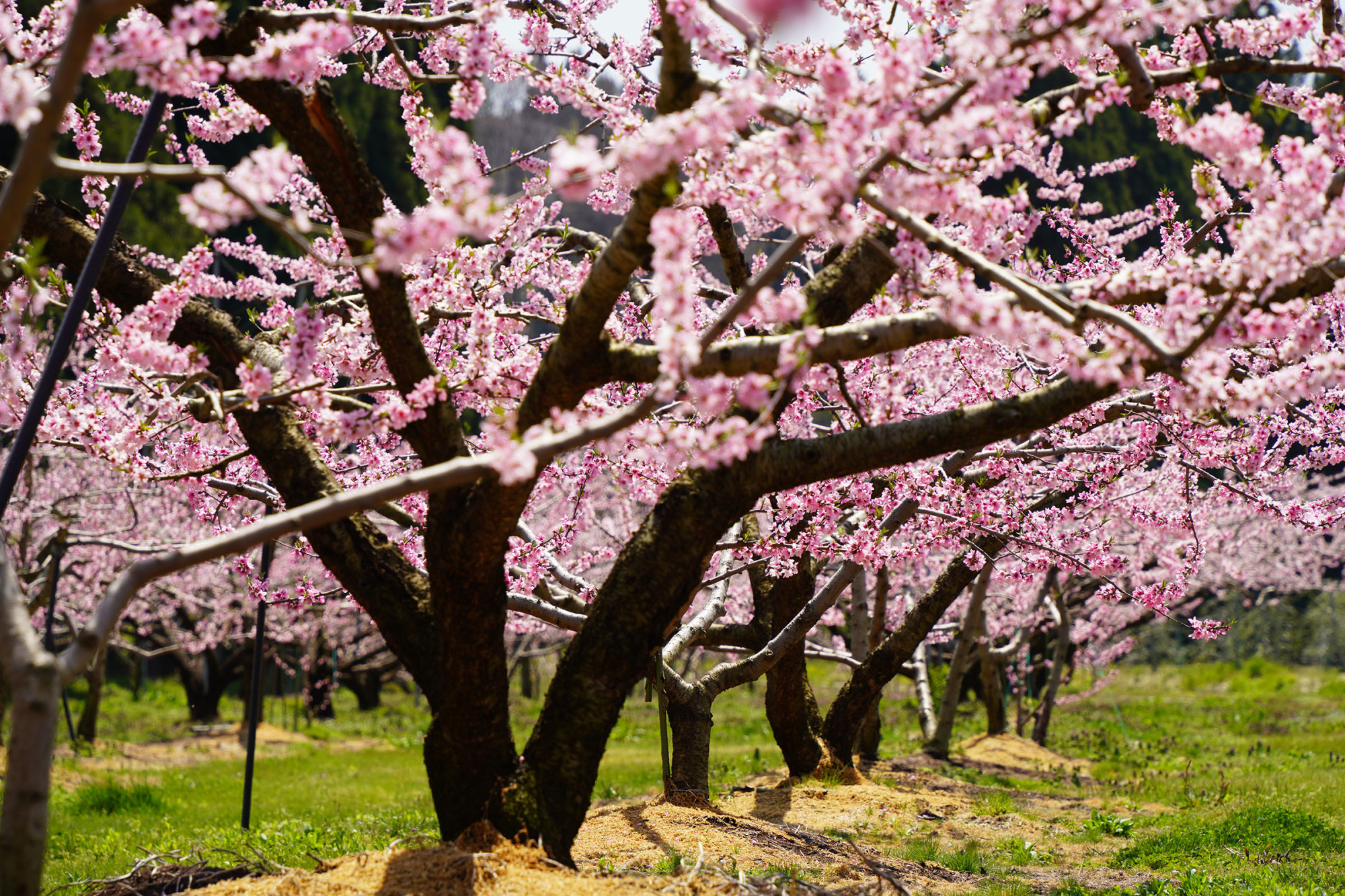 桃の花　国府町