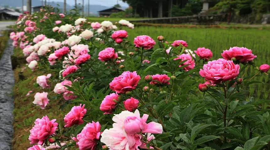 芍薬街道