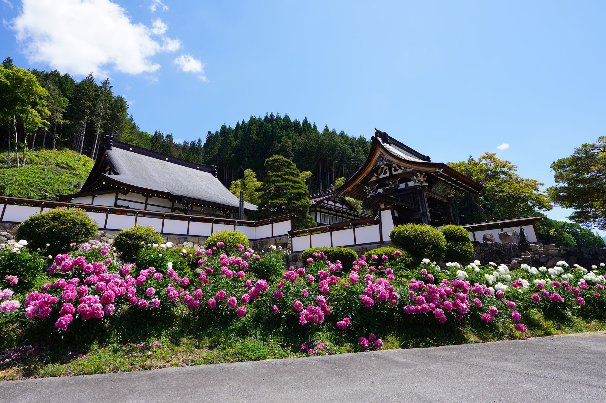 正宗寺の芍薬