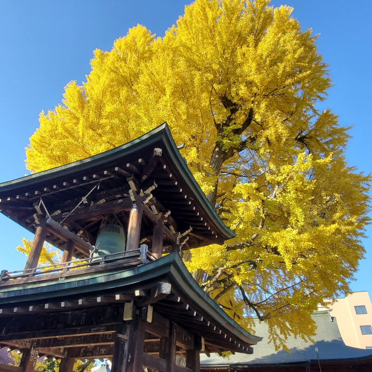 飛騨国分寺の大イチョウ