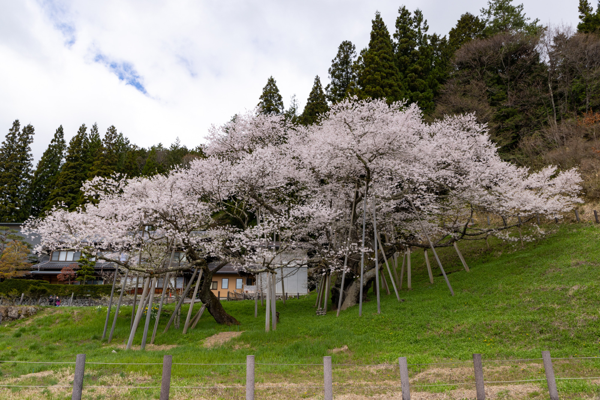 臥龍桜