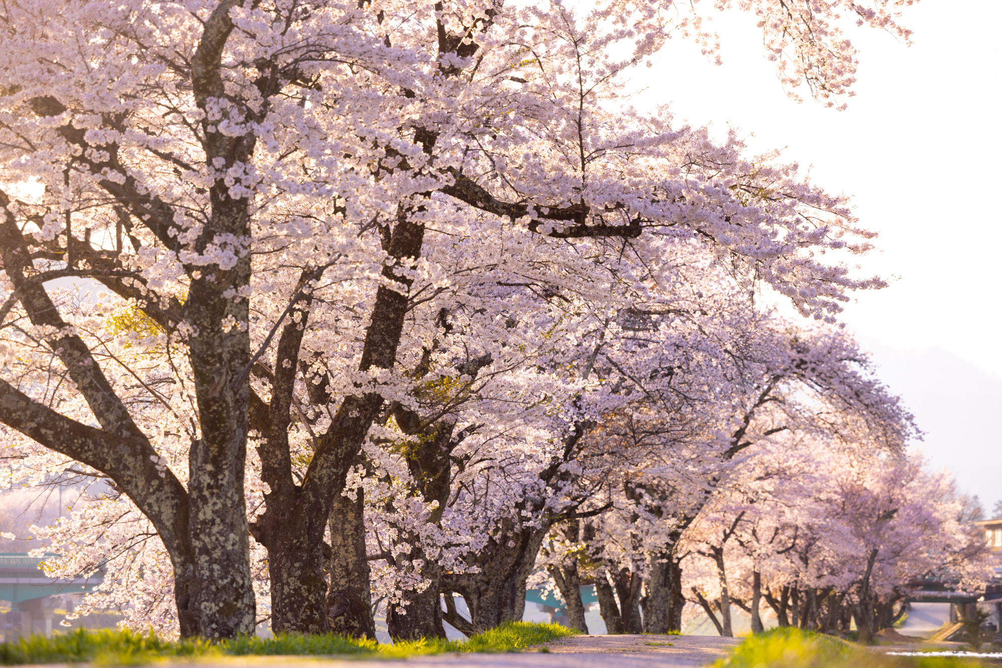 桜野公園