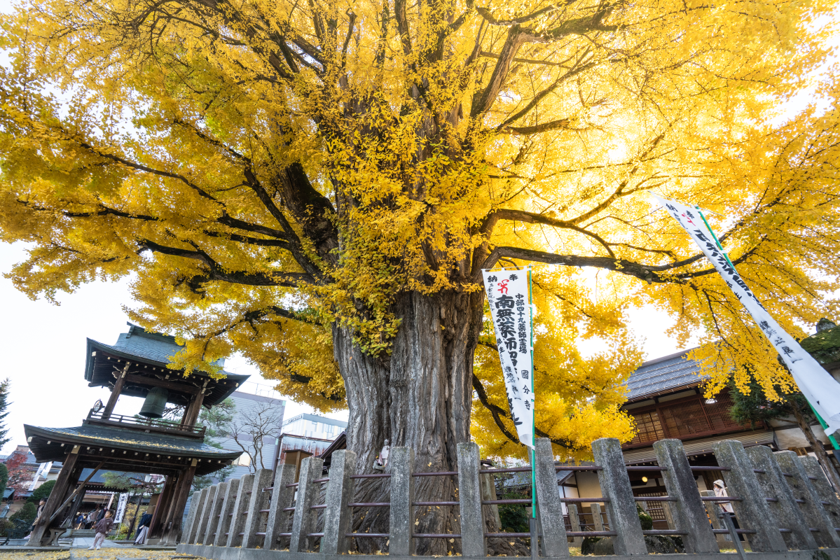 撮影地：飛騨国分寺