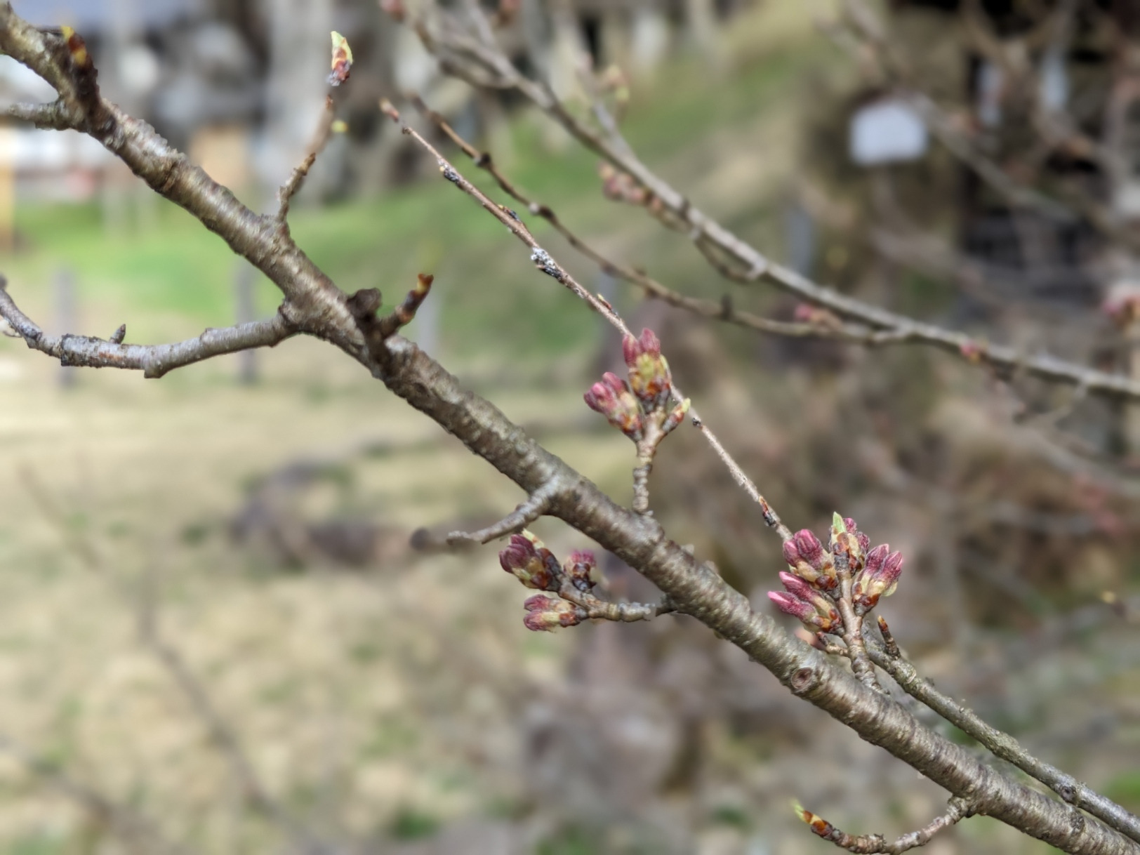 臥龍桜の背景となる山側のつぼみは目覚めたか