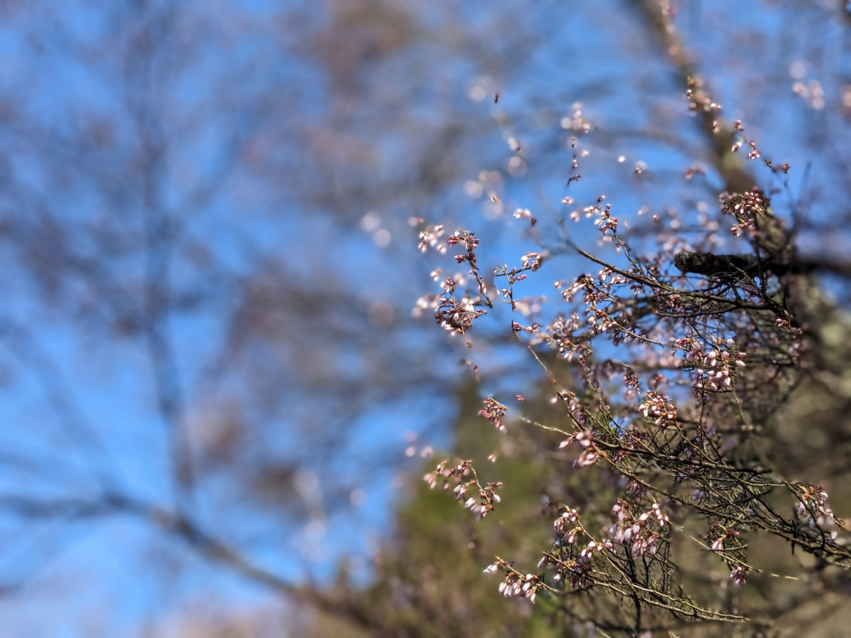 26年前に植樹された若木は 咲き始めました!