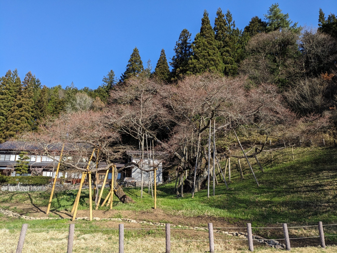 1100年前の臥龍桜は まだまだ