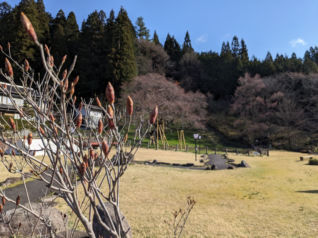 こちらのつぼみ、大きな勘違いをしていました。どうもコバノミツバツツジのようです。