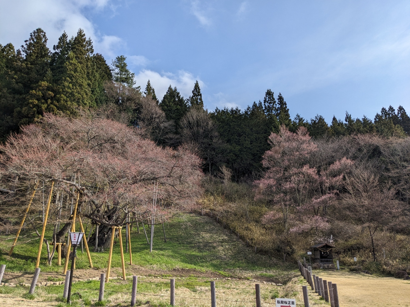 臥龍桜の右奥の若木が開花しました