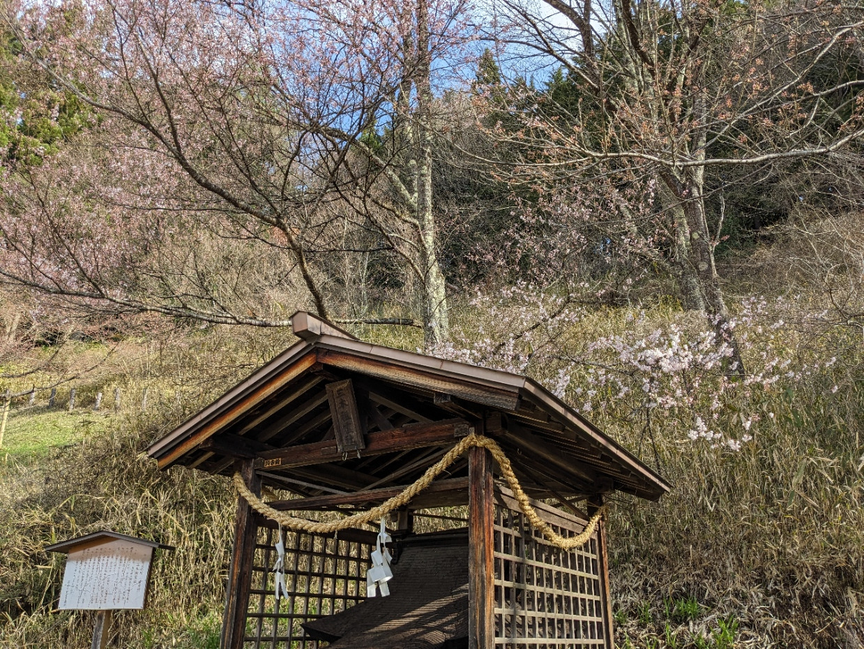 三木家の祠 奥の若木