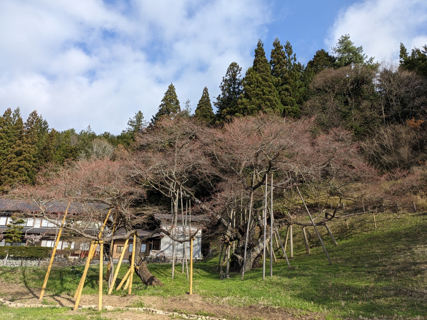 本体の開花まではもう少し