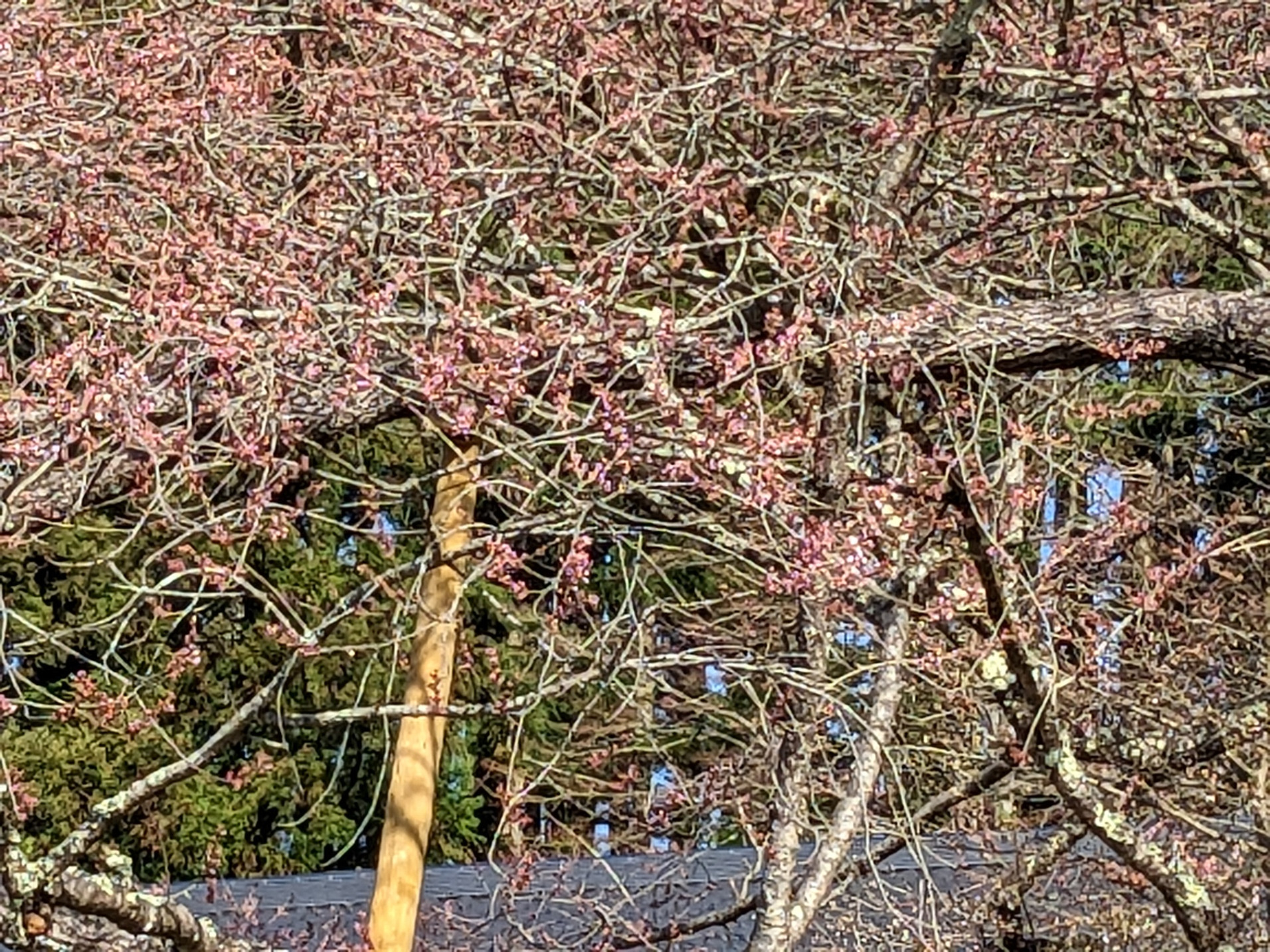 このあたりの蕾が開花寸前