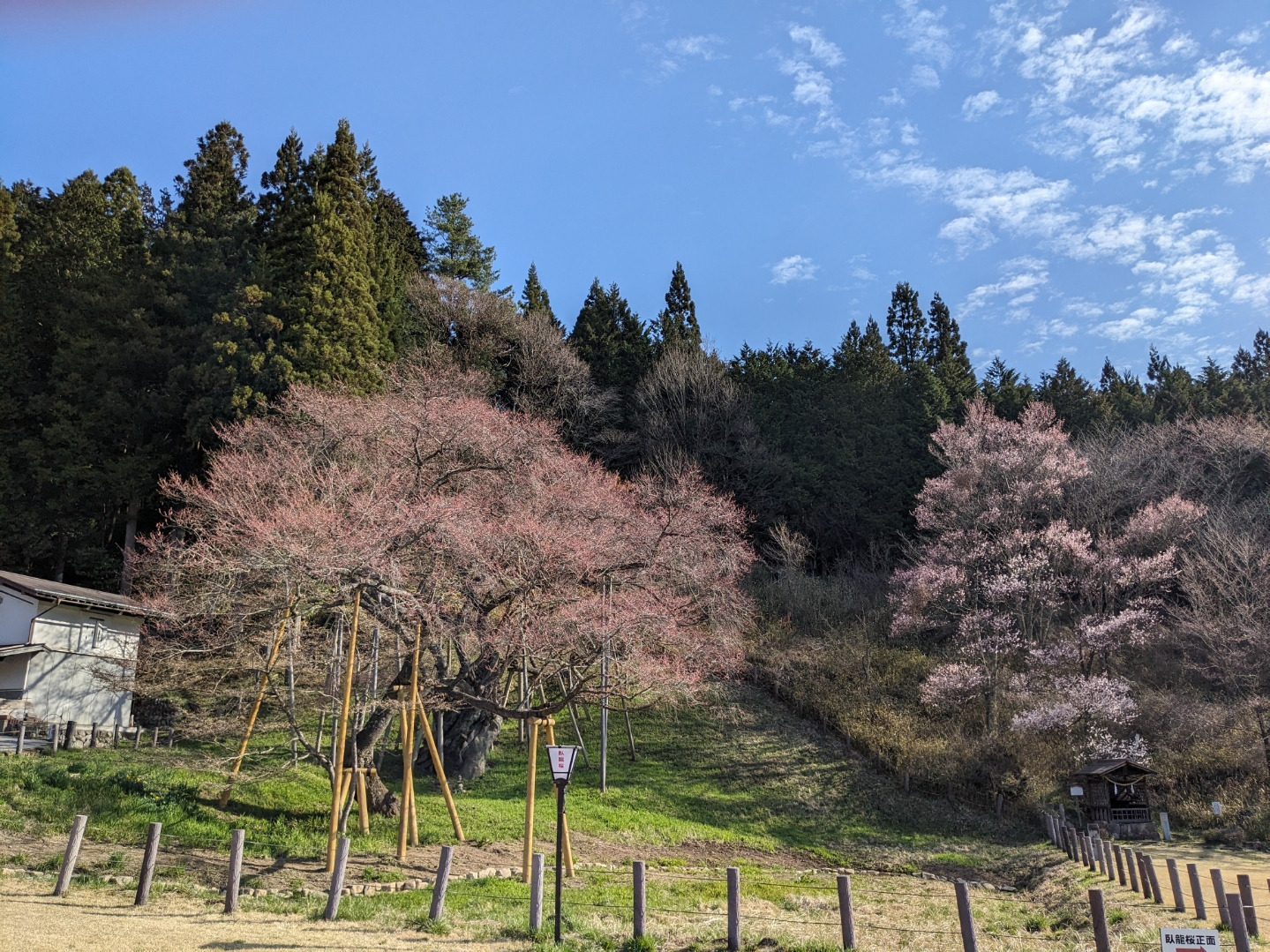 若木は見ごろ