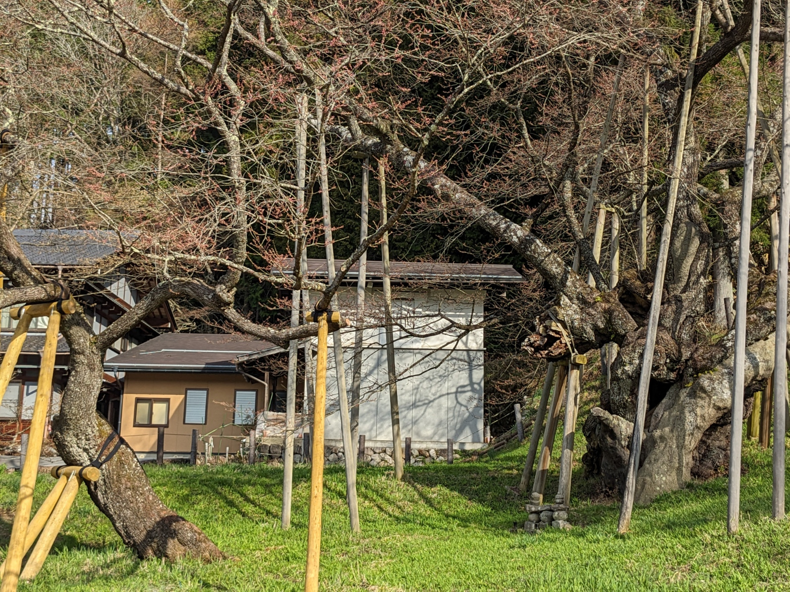 一度折れた幹が根付いた 驚異の生命力 甚だしき哉