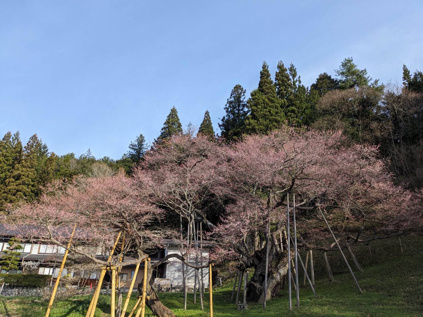 今日の最高気温も23度 明日の桜まつりにどこまで咲くか