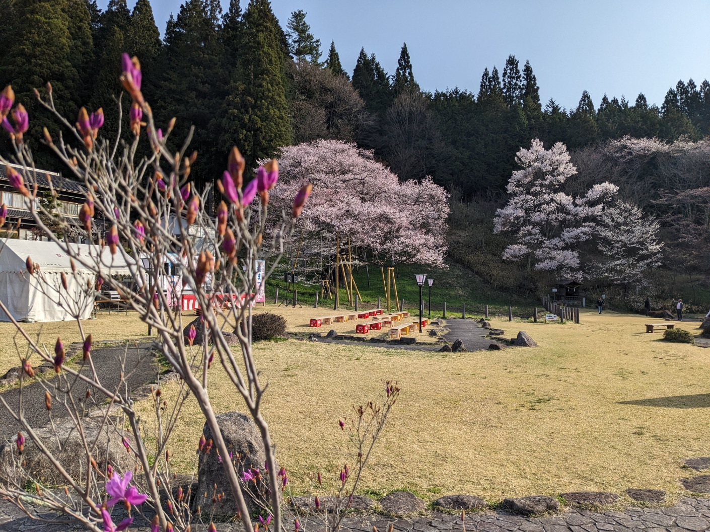 蕾っぽいのも 咲き始めました