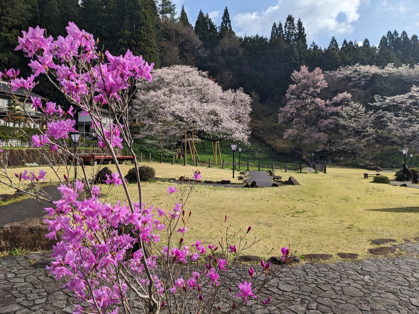 引き続きのダブル満開