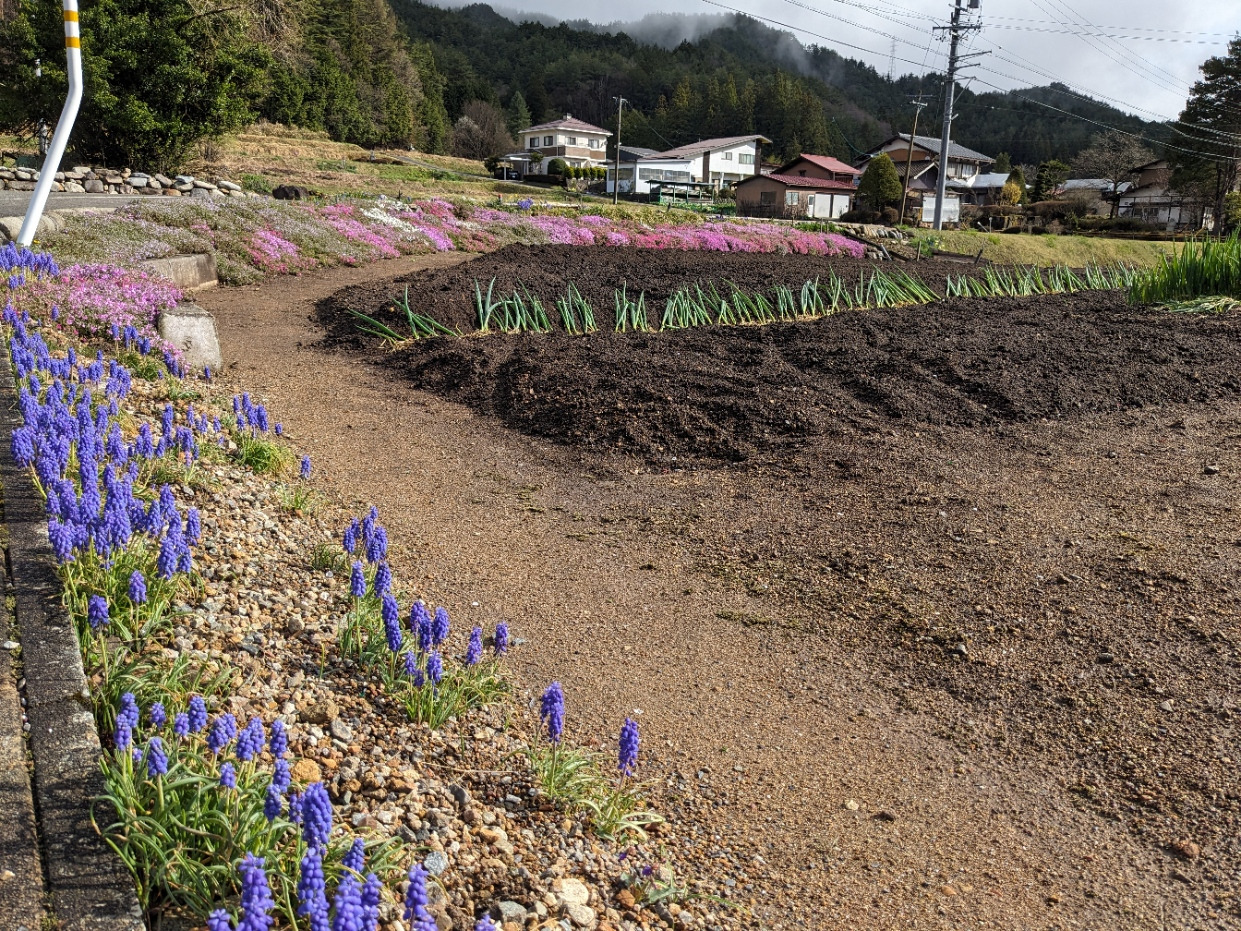 ムスカリ、芝桜に、移植されたばかりのネギ　里山は一気に色彩のある季節に