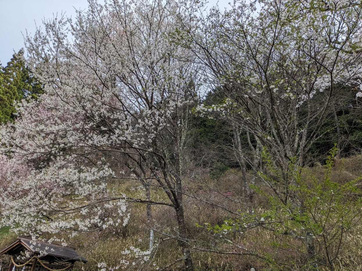 奥の若木は 既に葉桜