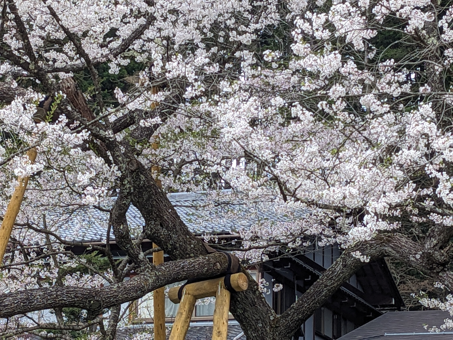 先行して開花した部位には 葉がのぞきはじめました