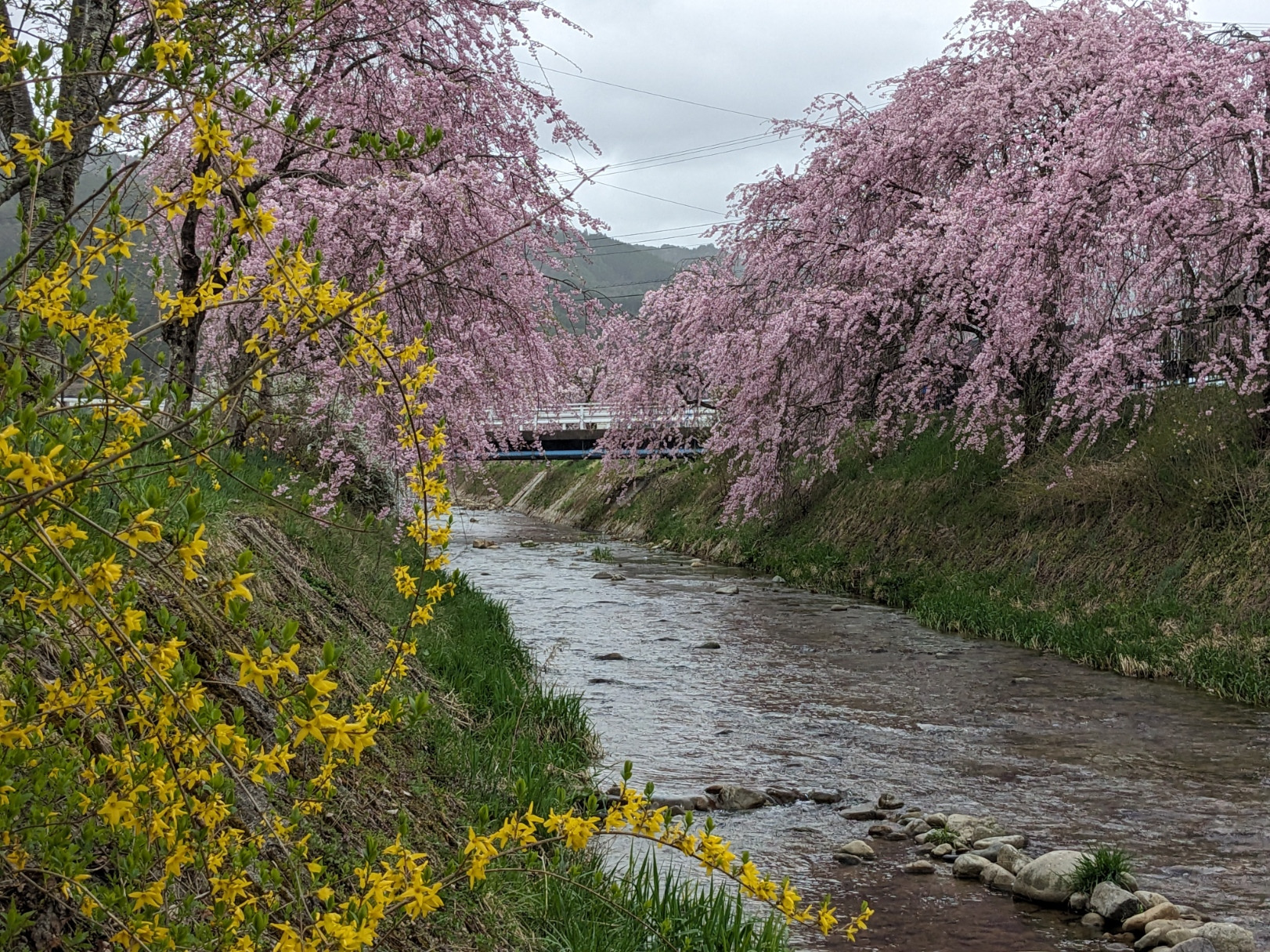 常泉寺川のしだれ桜も見頃に　（水無神社至近）